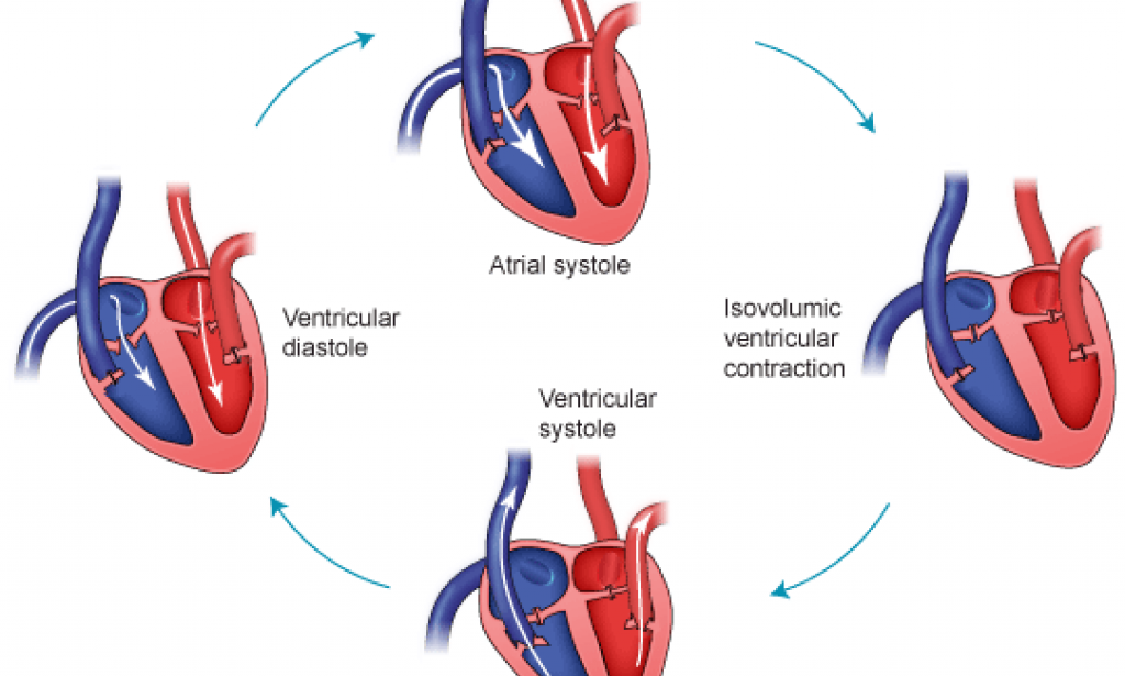 what-are-the-different-phases-of-cardiac-cycle