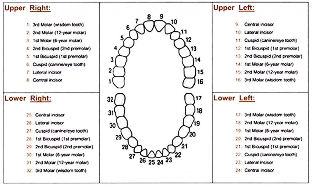Why You Need To Know The Tooth Numbering Chart?