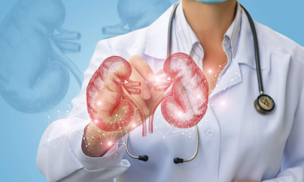 what-is-kidney-function-test-seconmedic