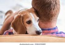 Human Animal Bond Photos and Images | Shutterstock